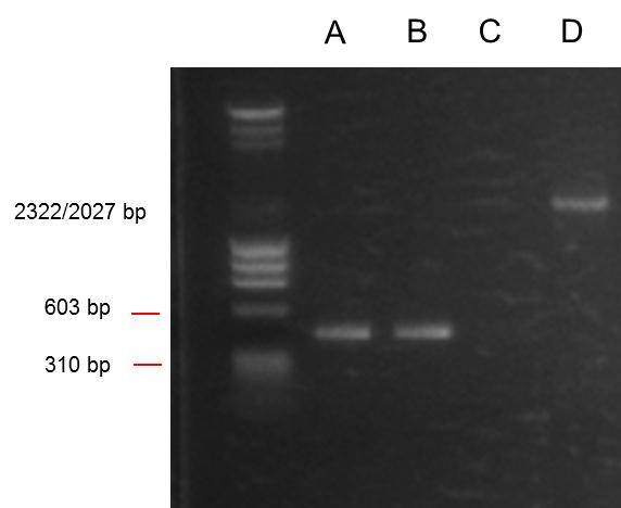 ANF PCR UCL.jpg